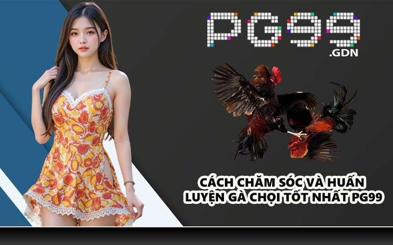Cách Chăm Sóc Và Huấn Luyện Gà Chọi Tốt Nhất PG99